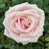 emslemur